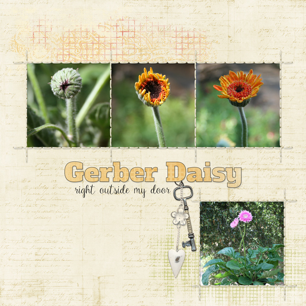 Gerber Daisy