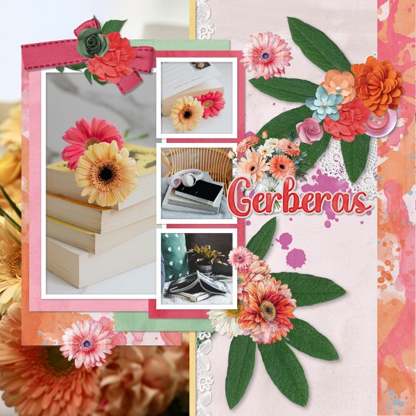 Gerberas.jpg