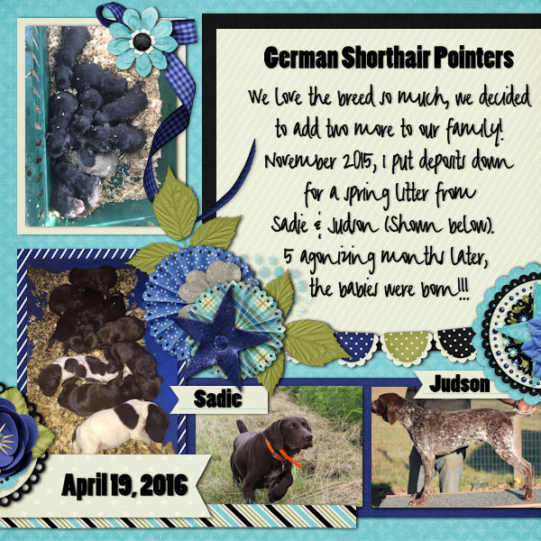 German Shorthair Pointers