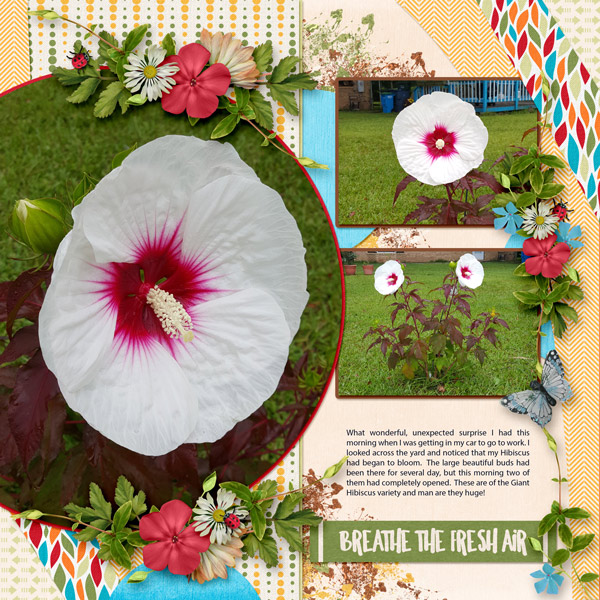 Giant Hibiscus