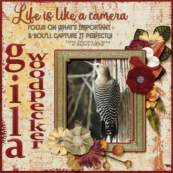 Gila_Woodpecker_3_small