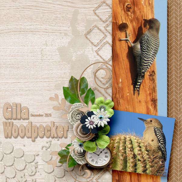 Gila_Woodpecker_day_to_day