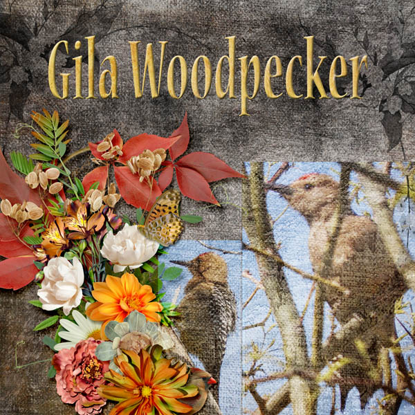 Gila_Woodpecker_small