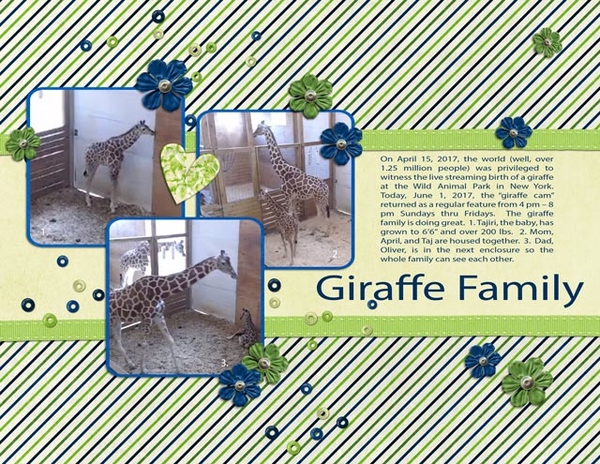 Giraffe Family