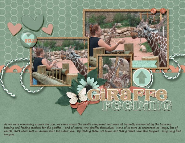 Giraffe Feeding