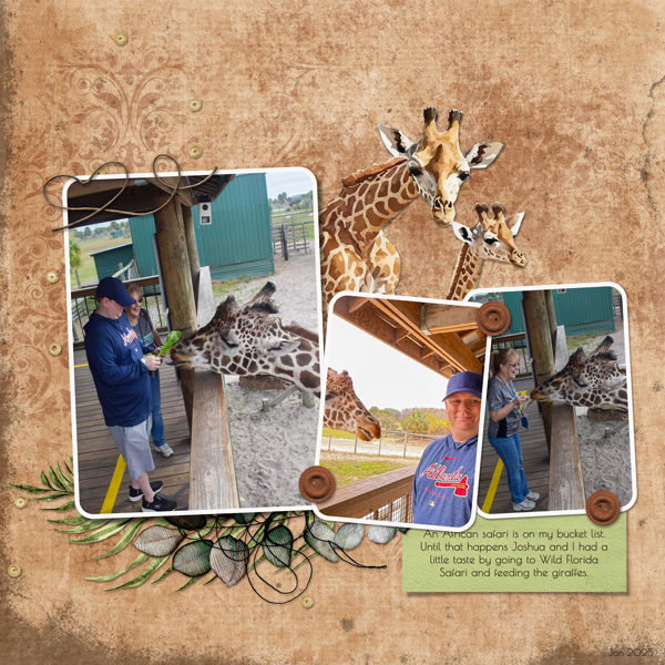Giraffe Feeding