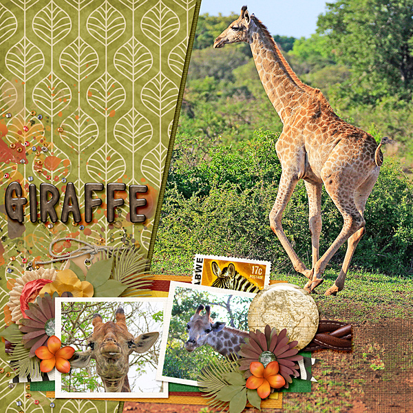 Giraffe
