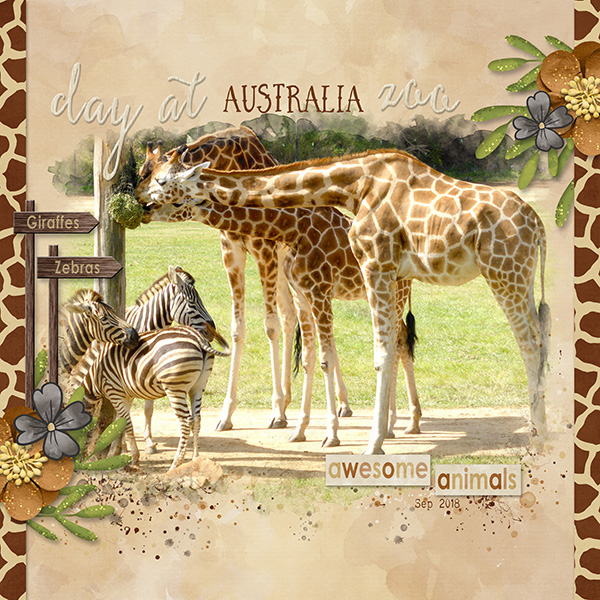 Giraffes at Australia Zoo