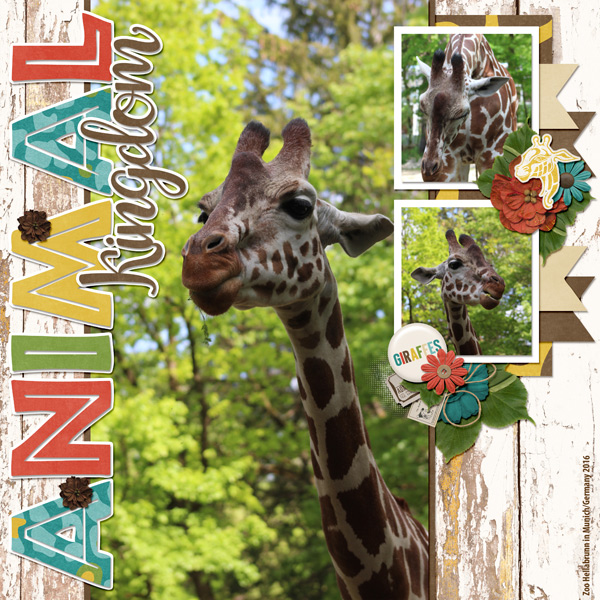 giraffes at the zoo