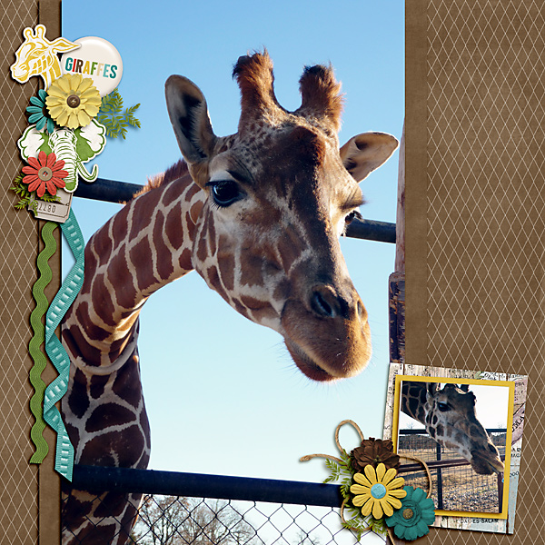 Giraffes