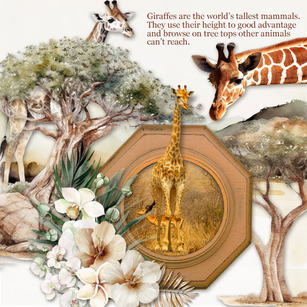 Giraffes