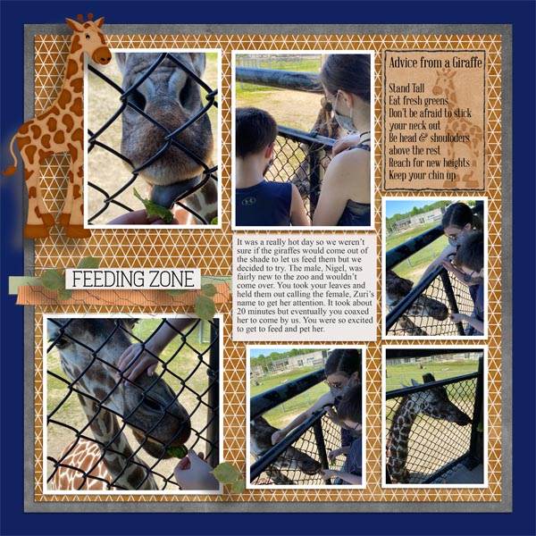 Giraffes4