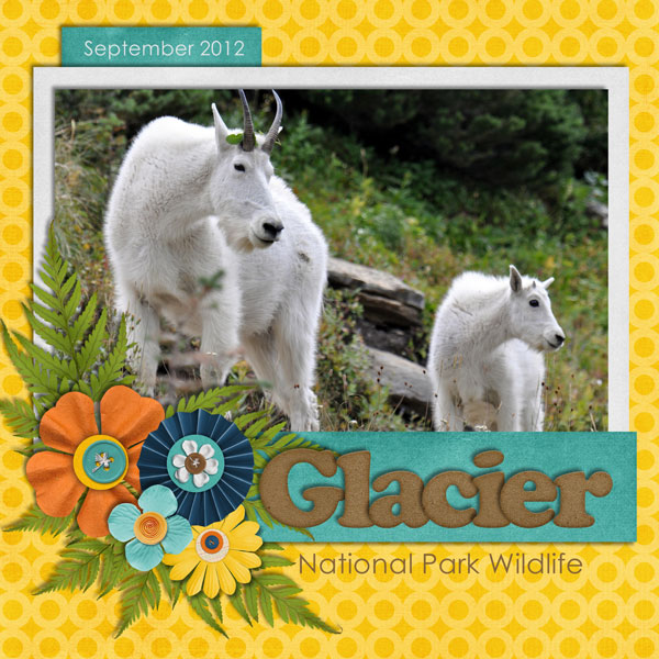 Glacier National Park Wildlife