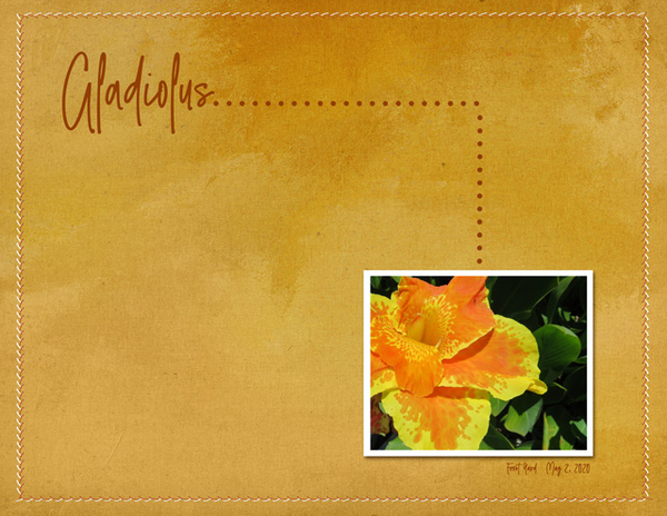 Gladiolus