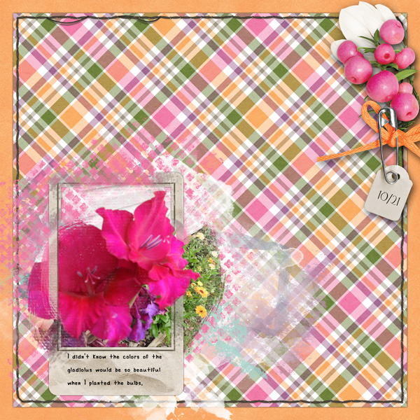 Gladiolus