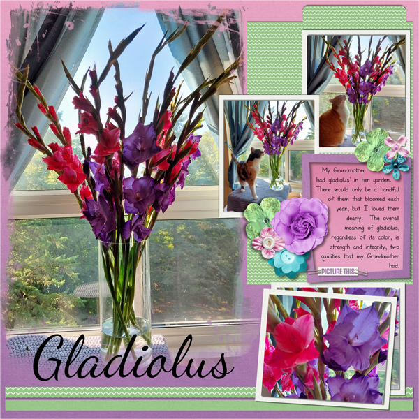 Gladiolus
