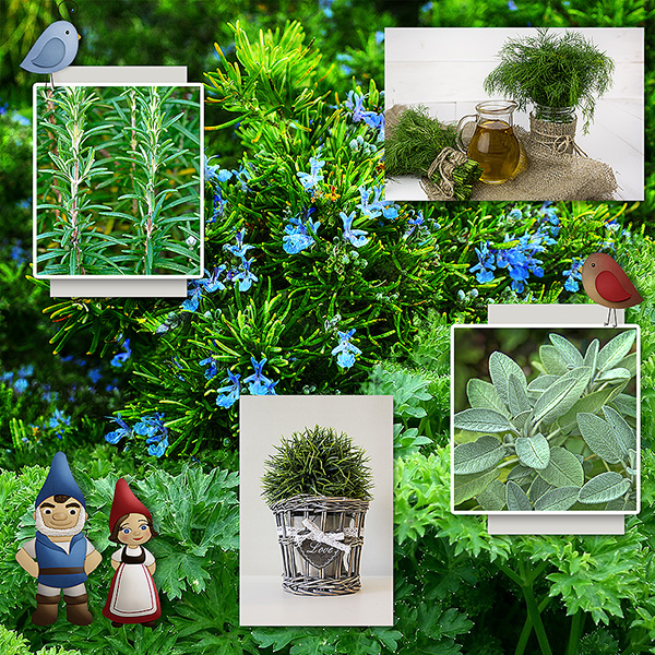Gnome Garden