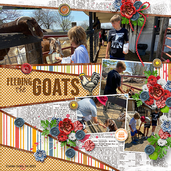 Goats at the Dairy