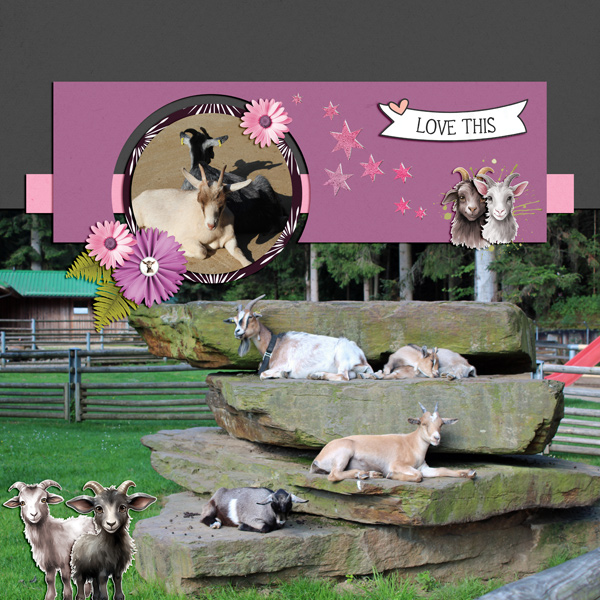 goats in the sun