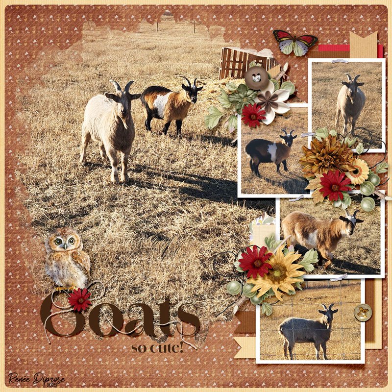 Goats