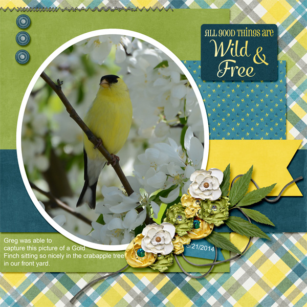 Gold Finch