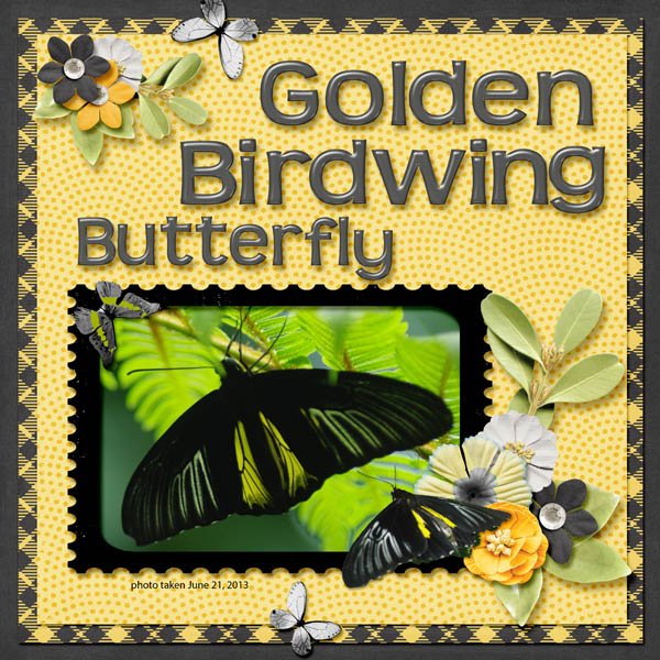 Golden Birdwing Butterfly small.jpg