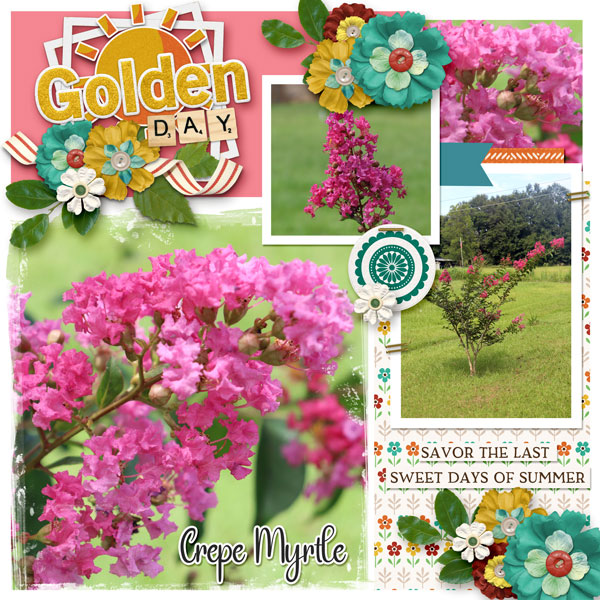 Golden Day - Crepe Myrtle