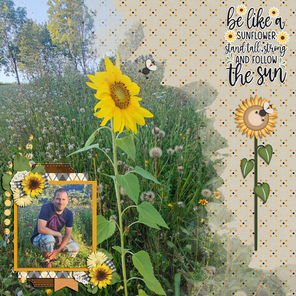 golden sunflower days