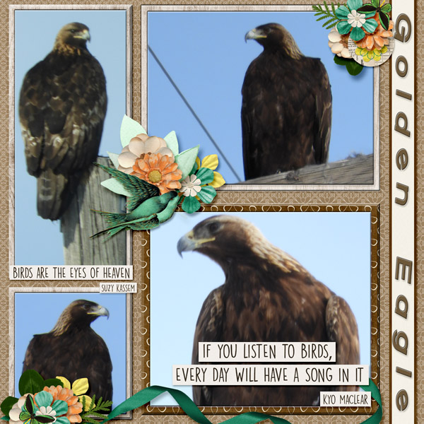 Golden_Eagle_2019_March-1