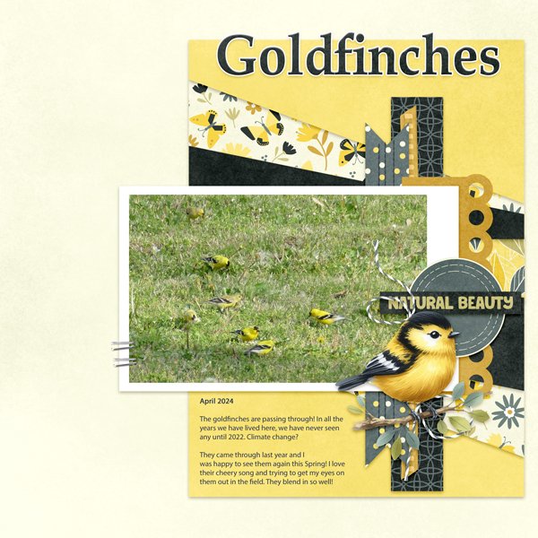 Goldfinches