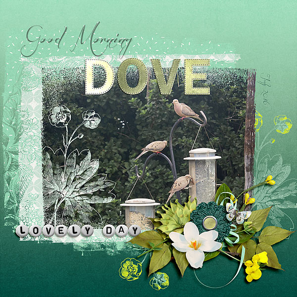 Good Morning Dove