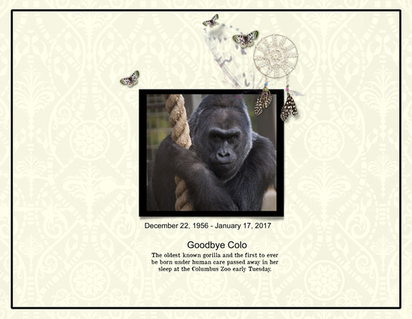 Goodbye Colo