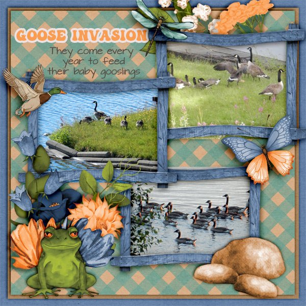 Goose-invasion.jpg