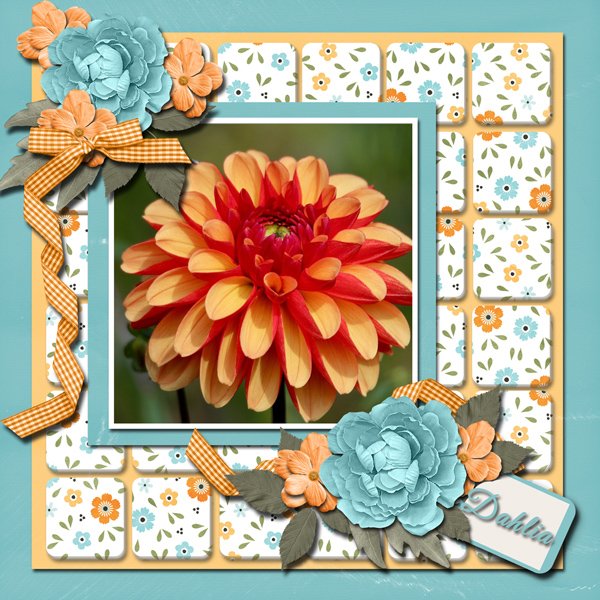 Gorgeous Dahlia