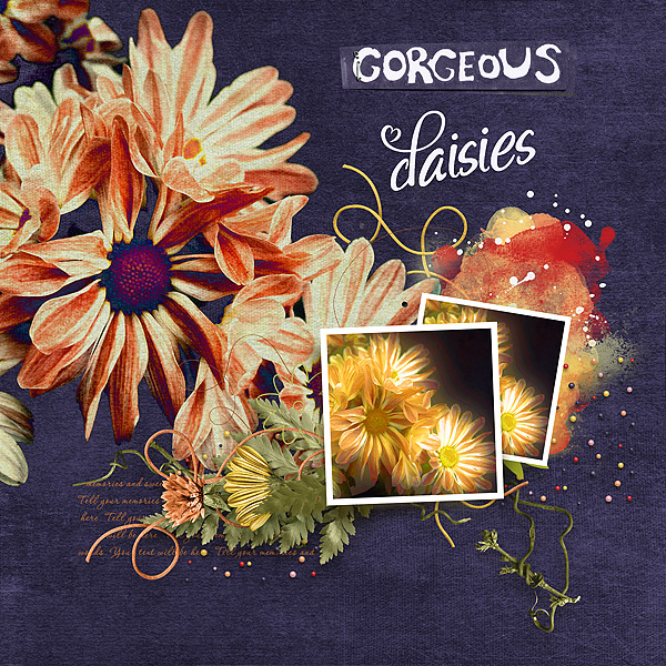 Gorgeous Daisies