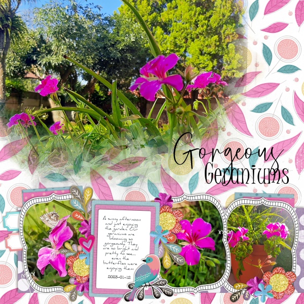 Gorgeous Geraniums