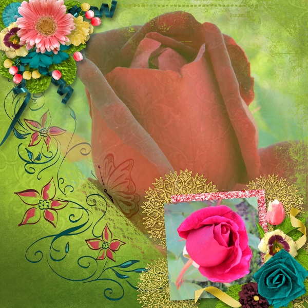 Gorgeous Roses