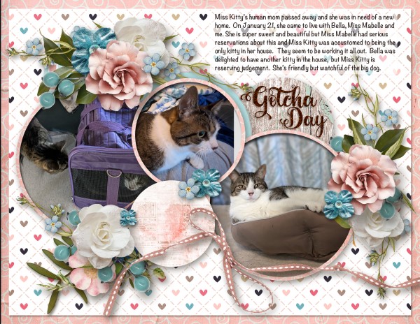 Gotcha Day for Miss Kitty