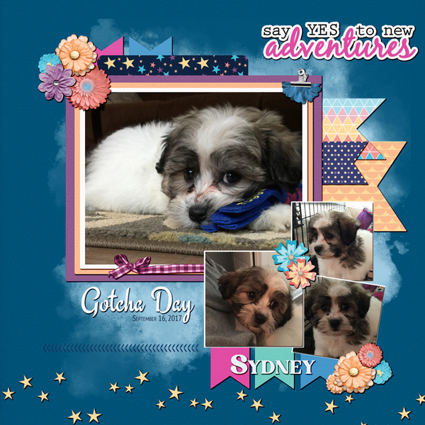 Gotcha Day