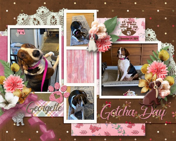 Gotcha Day