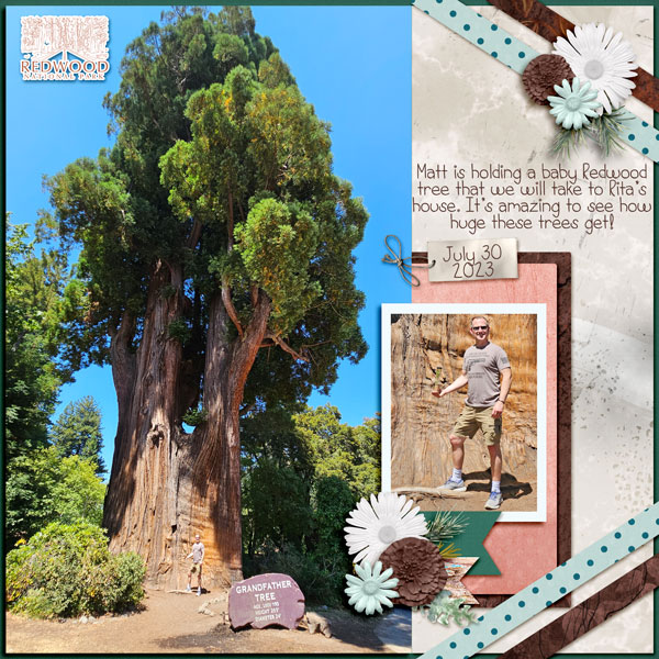 Grandfather Tree