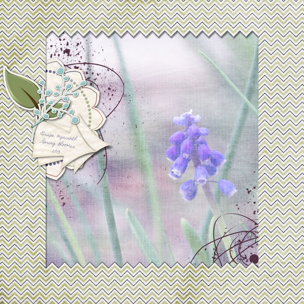 Grape Hyacinth