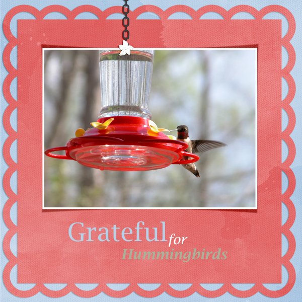 Grateful for Hummingbirds
