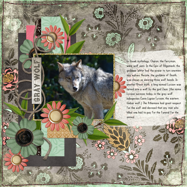 Gray Wolf