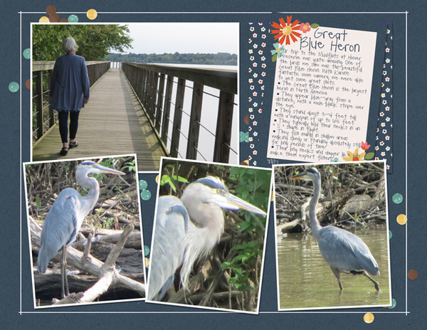 Great Blue Heron