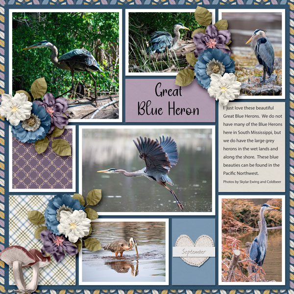 Great Blue Heron