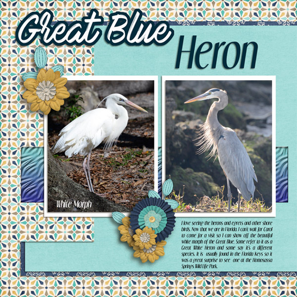 Great Blue or Great White