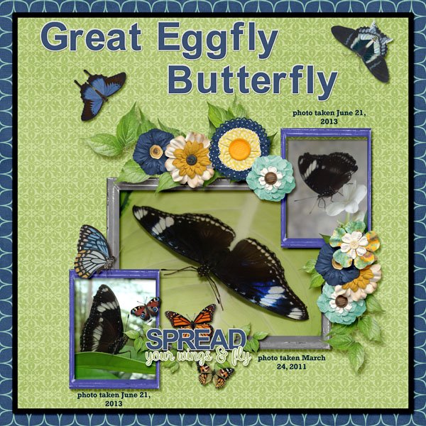 Great Eggfly Butterfly small.jpg