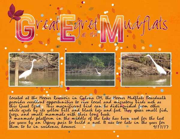 Great Egret at the Mudflats