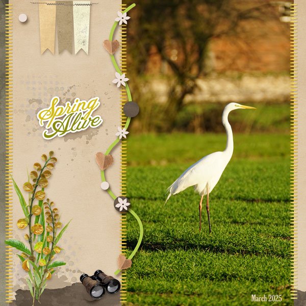 Great egret